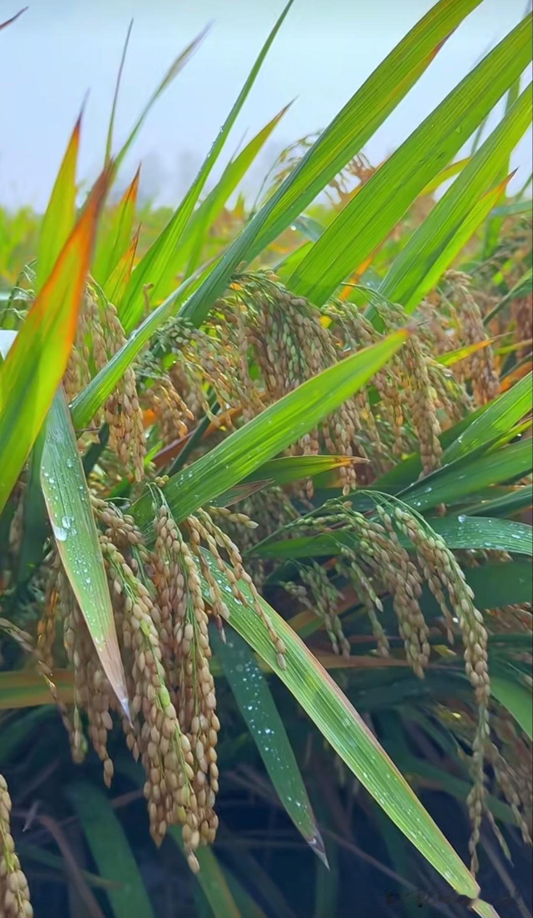 稻穗低垂，颗粒饱满，这是秋天最美的风景！🌾
稻谷寓意“岁岁平安、五谷丰登”，象