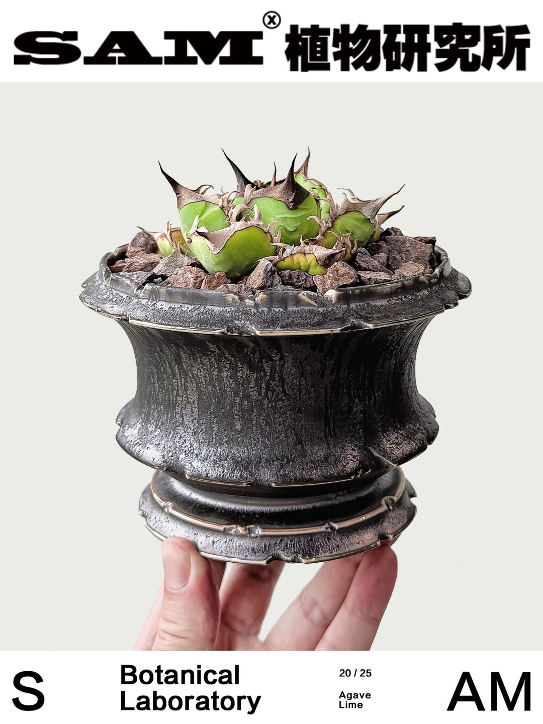 青柠龙舌兰｜Agave Lime.
