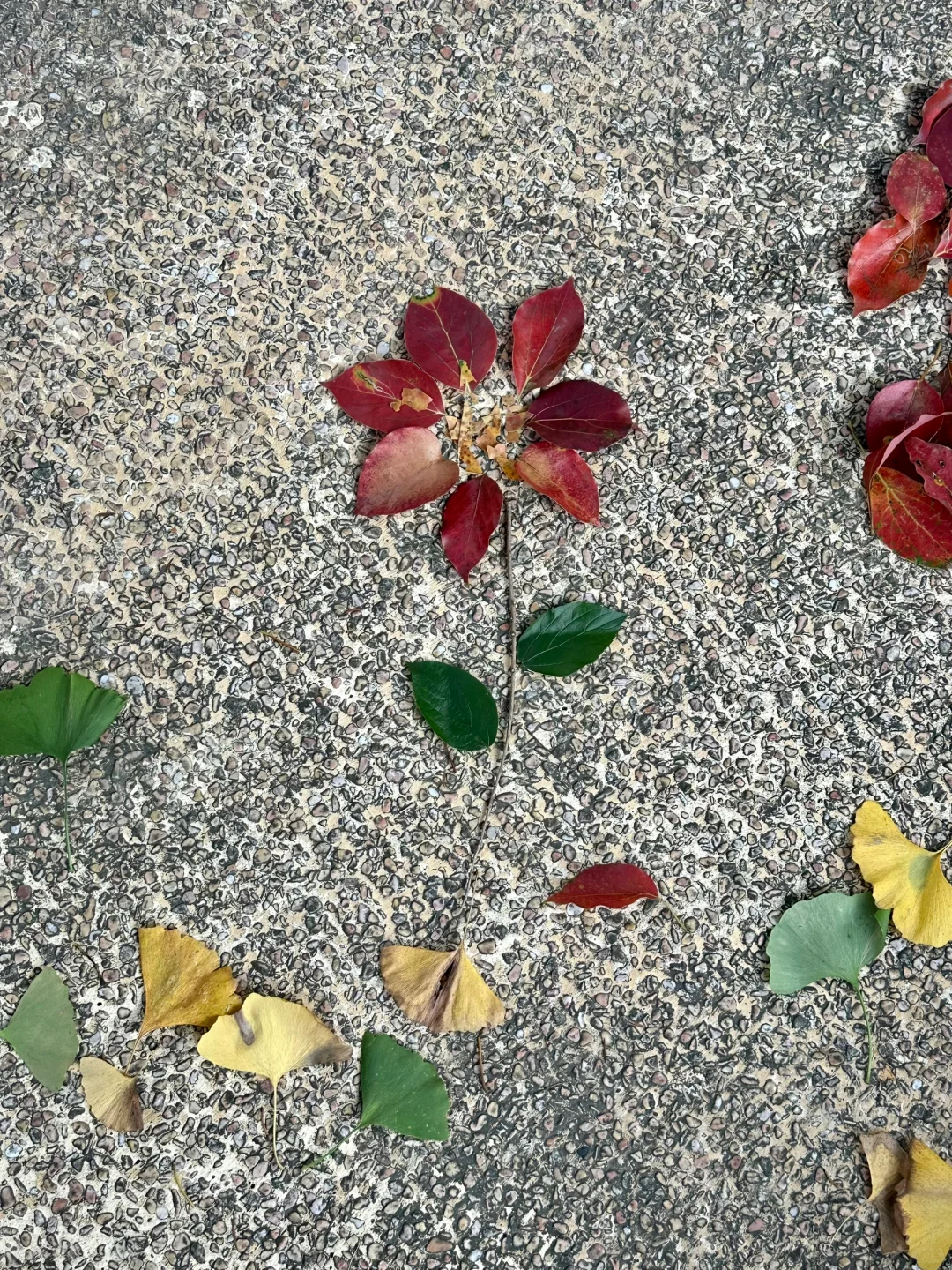 秋天的落叶能不能别再发朋友圈了……🍂🍃