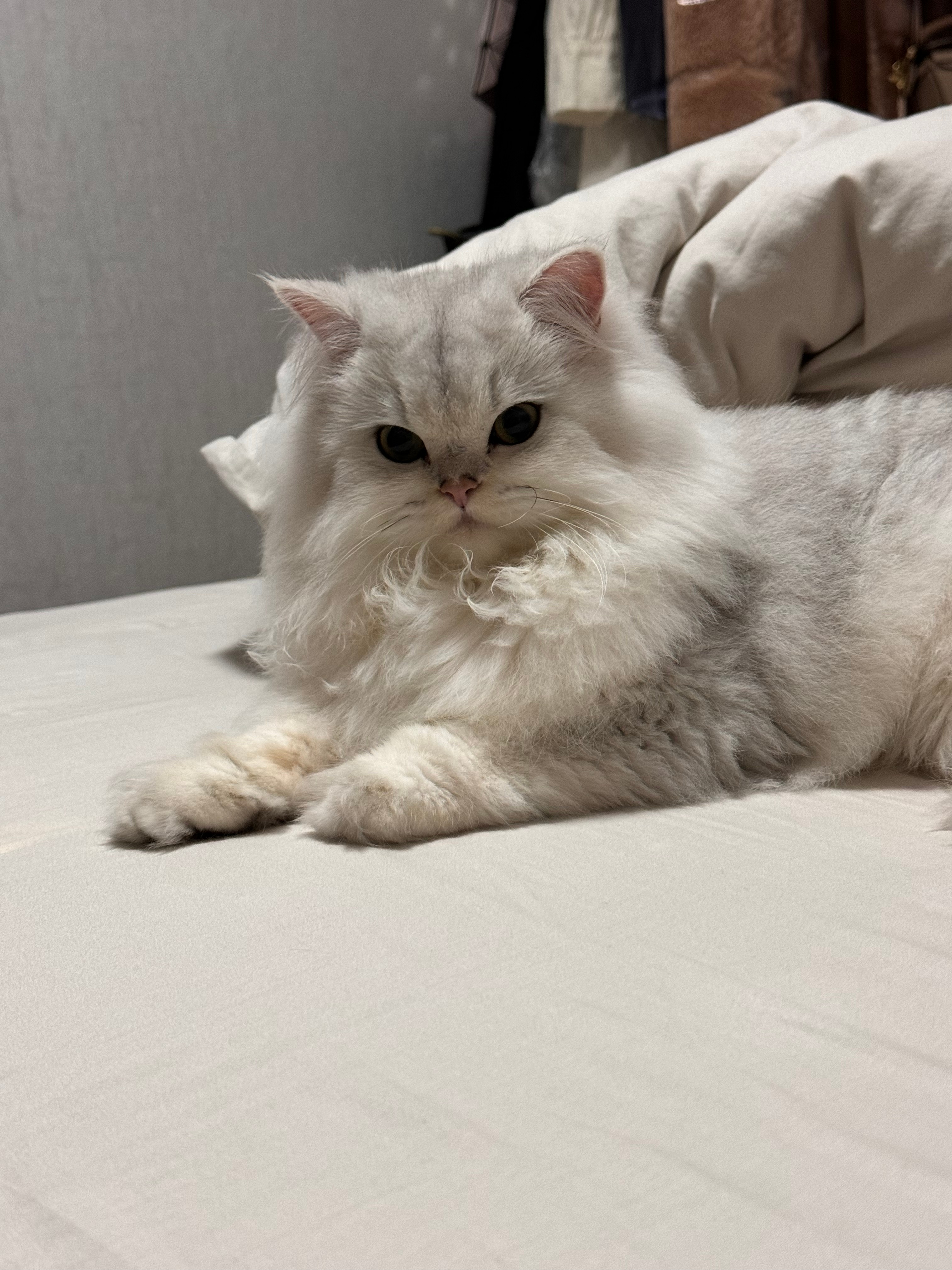 正襟危坐#辣椒家新家回访##银渐层##英国长毛猫# ​​​