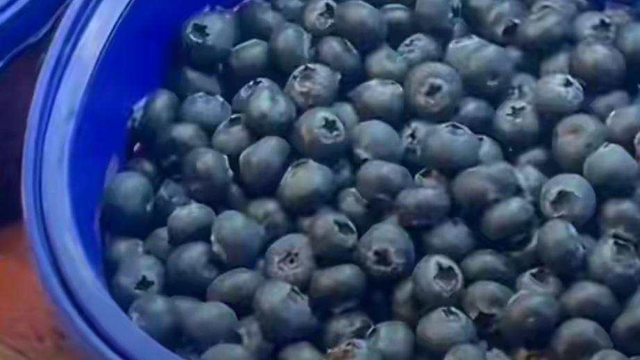 🔥云南花香蓝莓捡漏价来啦！仅30元一公斤拿下高原宝藏果，颗颗裹厚果粉、果径饱满