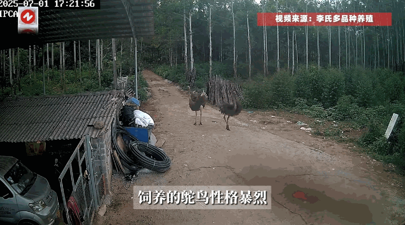 7月1日，广西贺州一男子在院子里摸了养了三年的鸵鸟，没想到被它一脚踢飞，身上还起