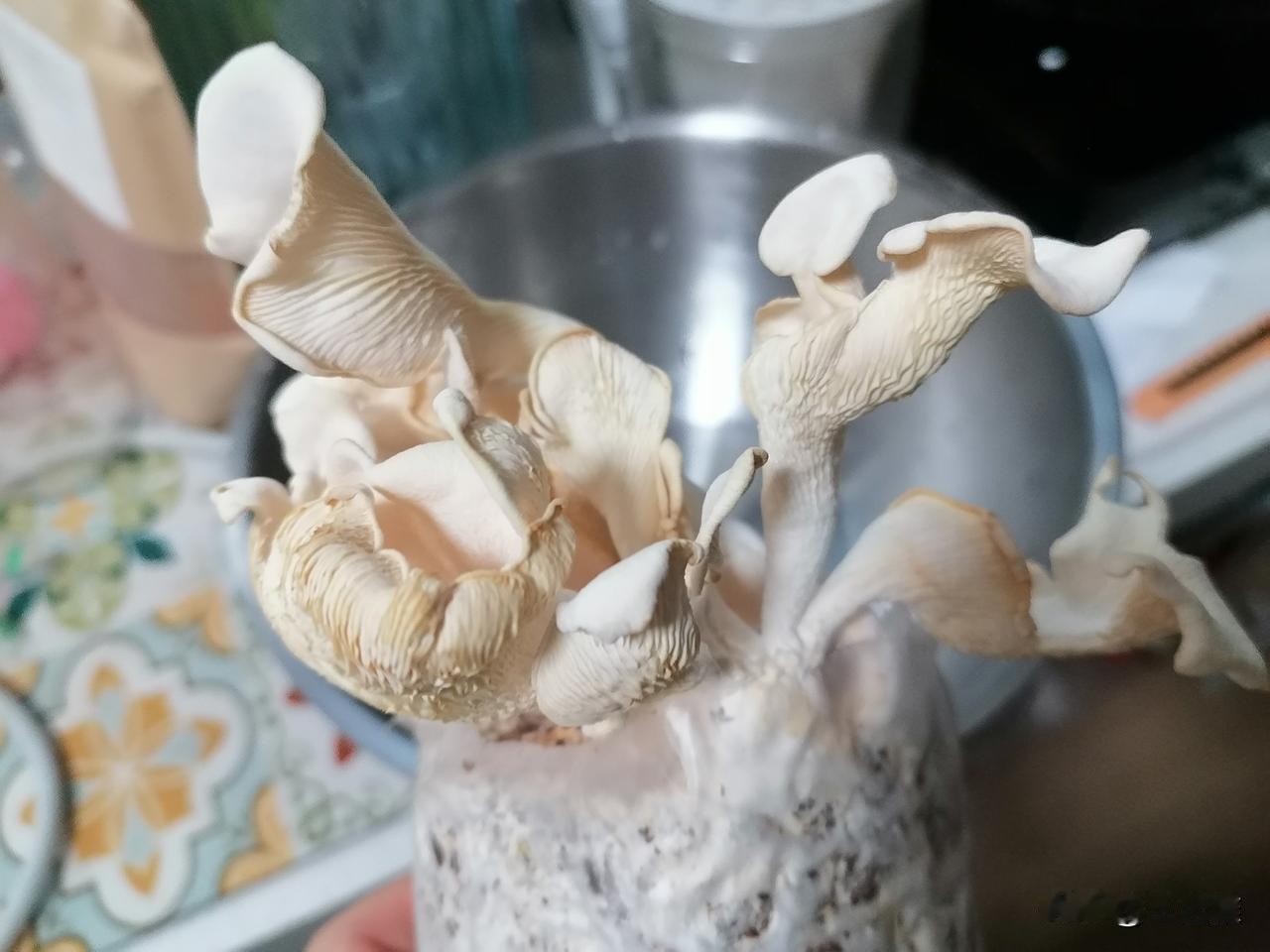 我养的蘑菇菌棒，第一个出菇的，我看蘑菇表面都有点发黄干吧了，估计也再长不大了，那
