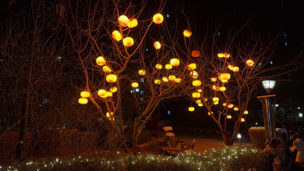 冬夜的风还带着料峭的寒，抬头却撞进满树暖黄的光里。光秃秃的枝桠上，一盏盏圆滚滚的