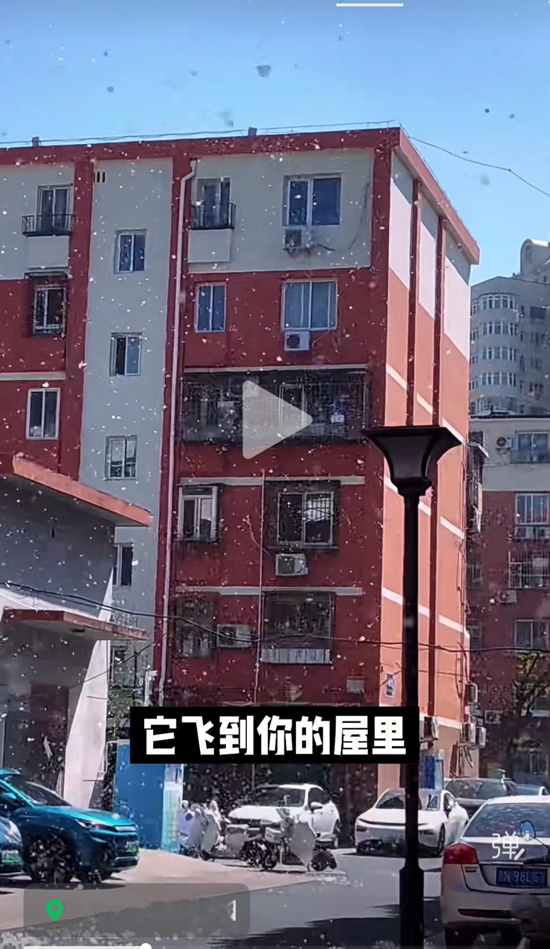 北京又到了春天下毛毛雪的季节了，不是说给树打药了吗？怎么还跟下雪似的？哪里都有毛