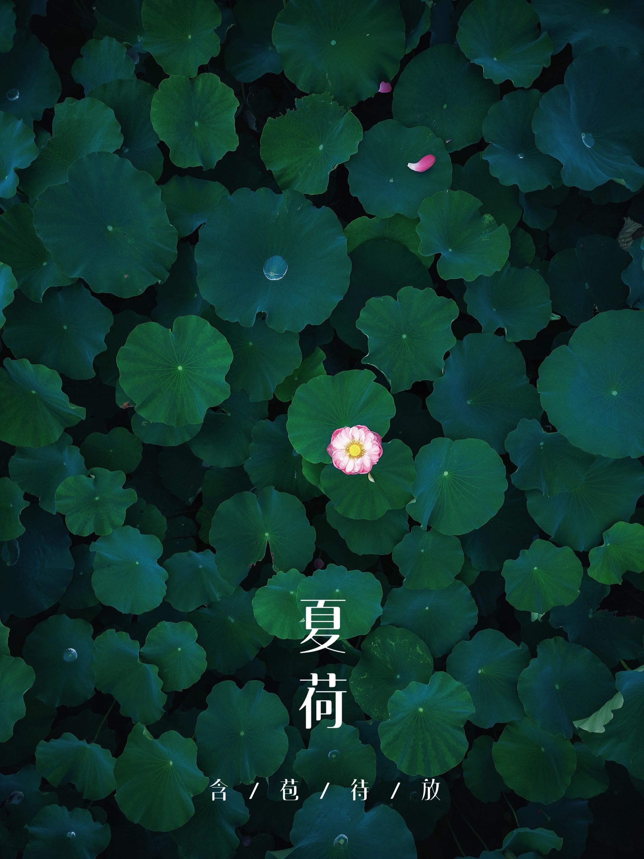 镜头下的荷田美学，醉美双洋村！盛夏时节，椒江章安双洋村80余亩荷塘化身...