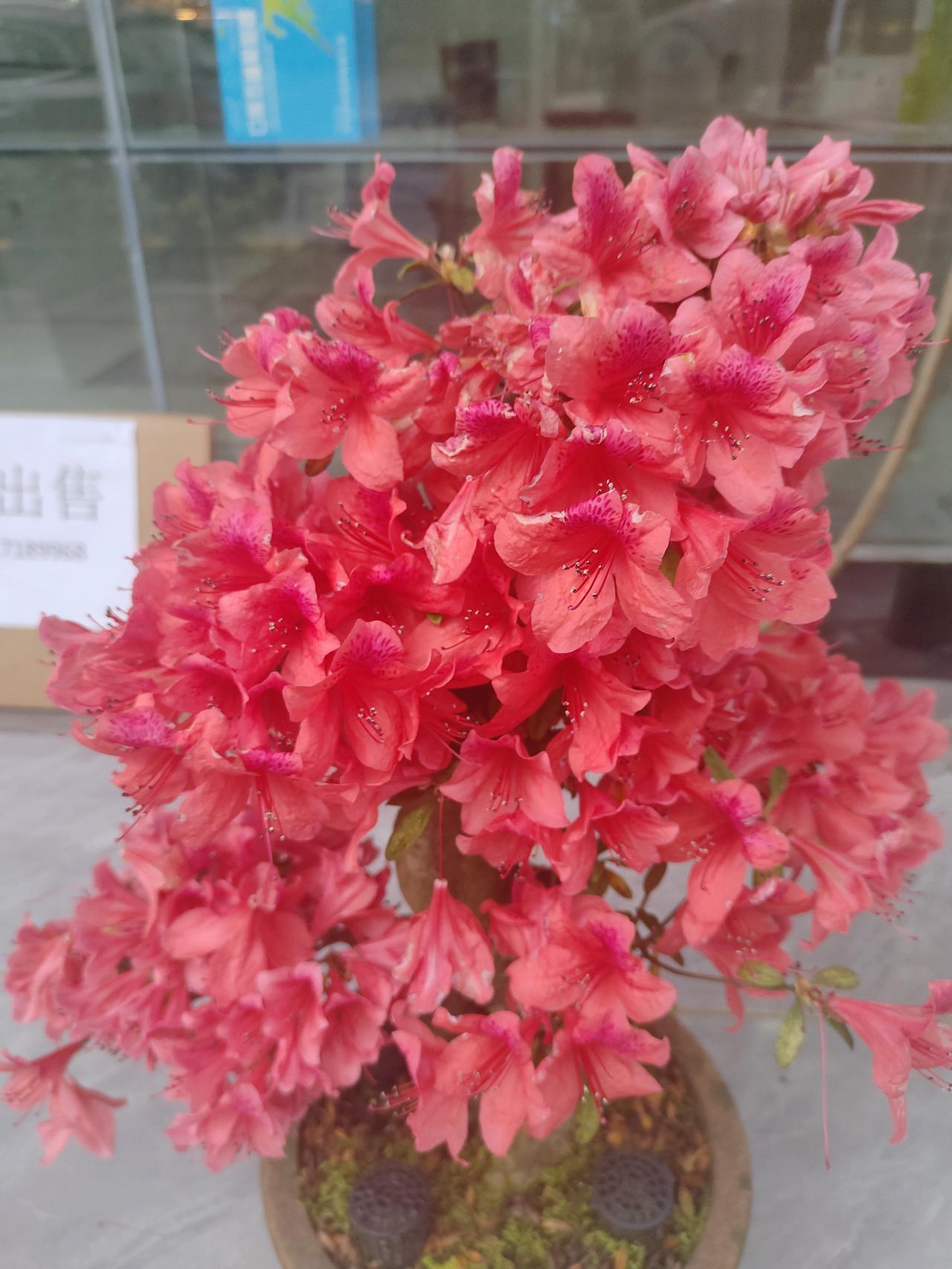 杜鹃开，春已盛，满树热烈，皆是温柔。
这抹红，是春天最直白的告白。
花开热烈，日