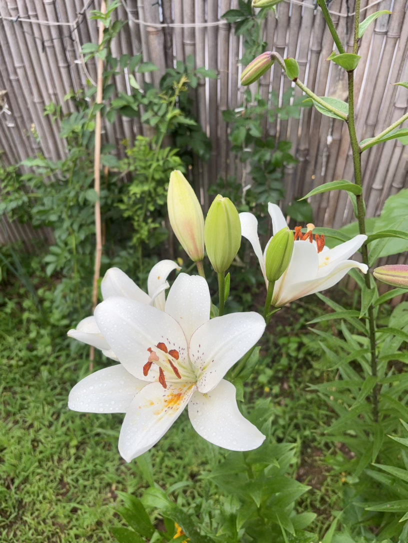 百合进入盛花期，种了四种颜色，开了三种。今天依然是穿搭博主。搭蓝色安踏樊振东系列
