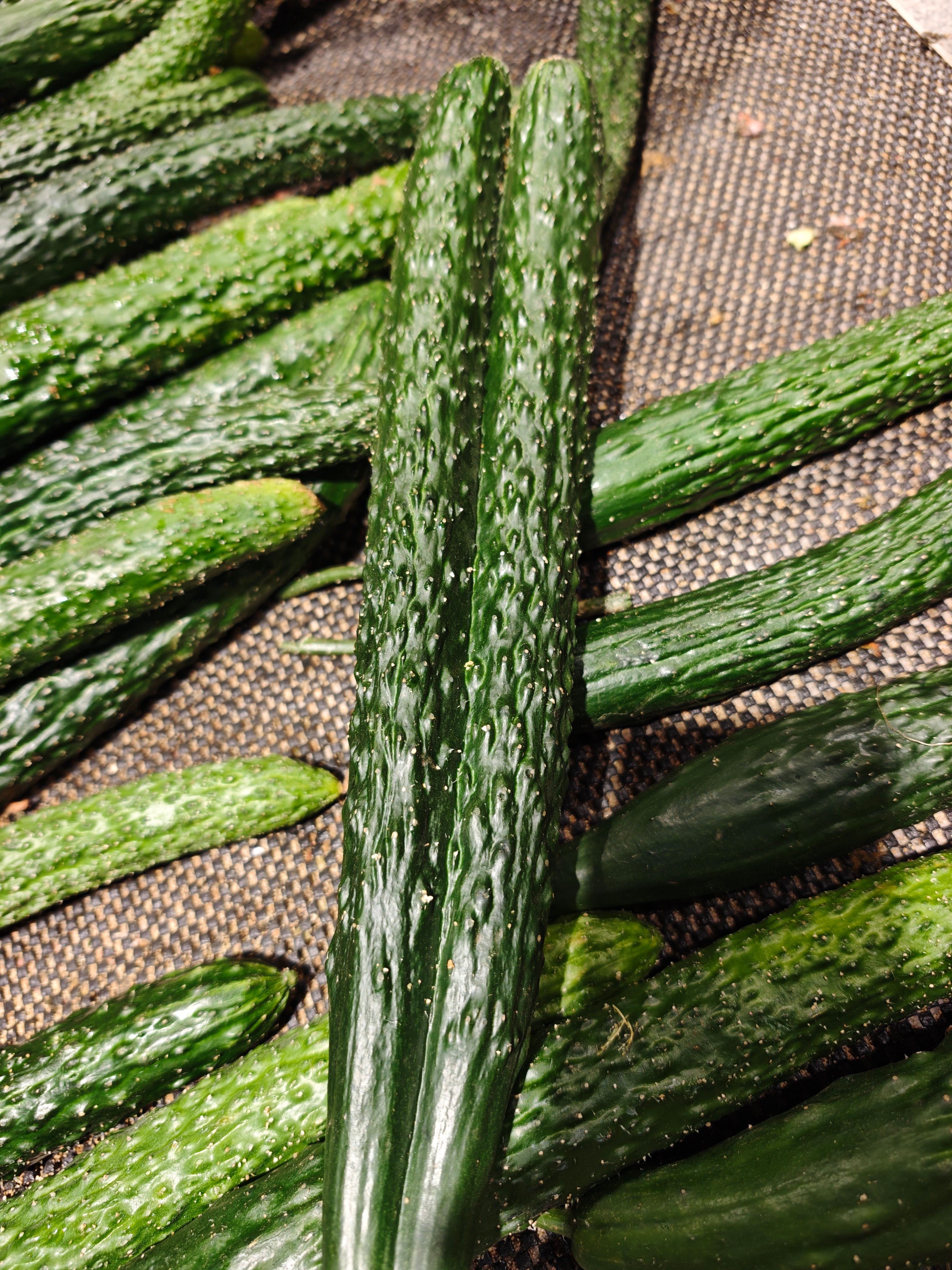 看我发现了什么？连体黄瓜🥒  别人挑剩的，我给买了