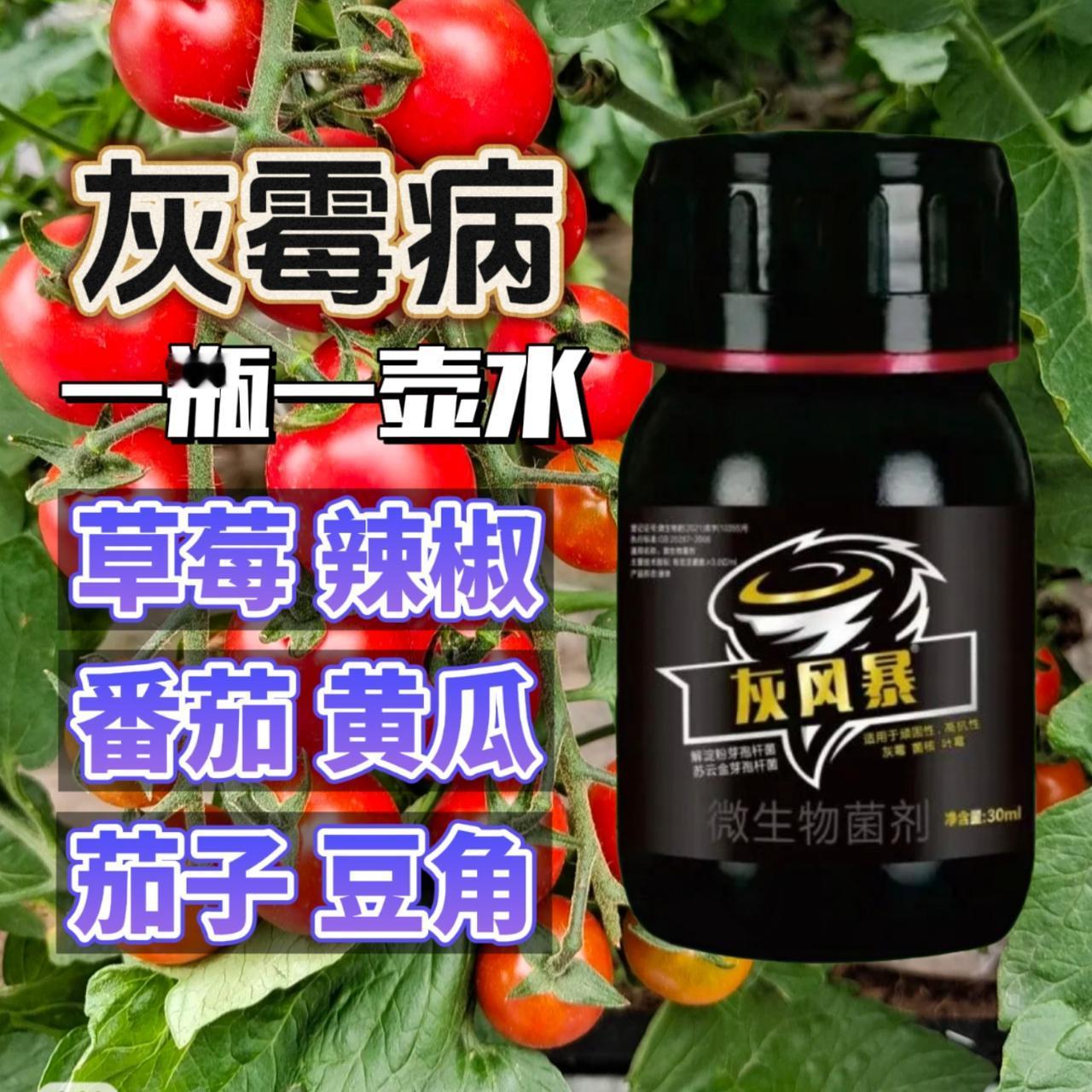 小番茄种植 果树种植管理 辣椒种植