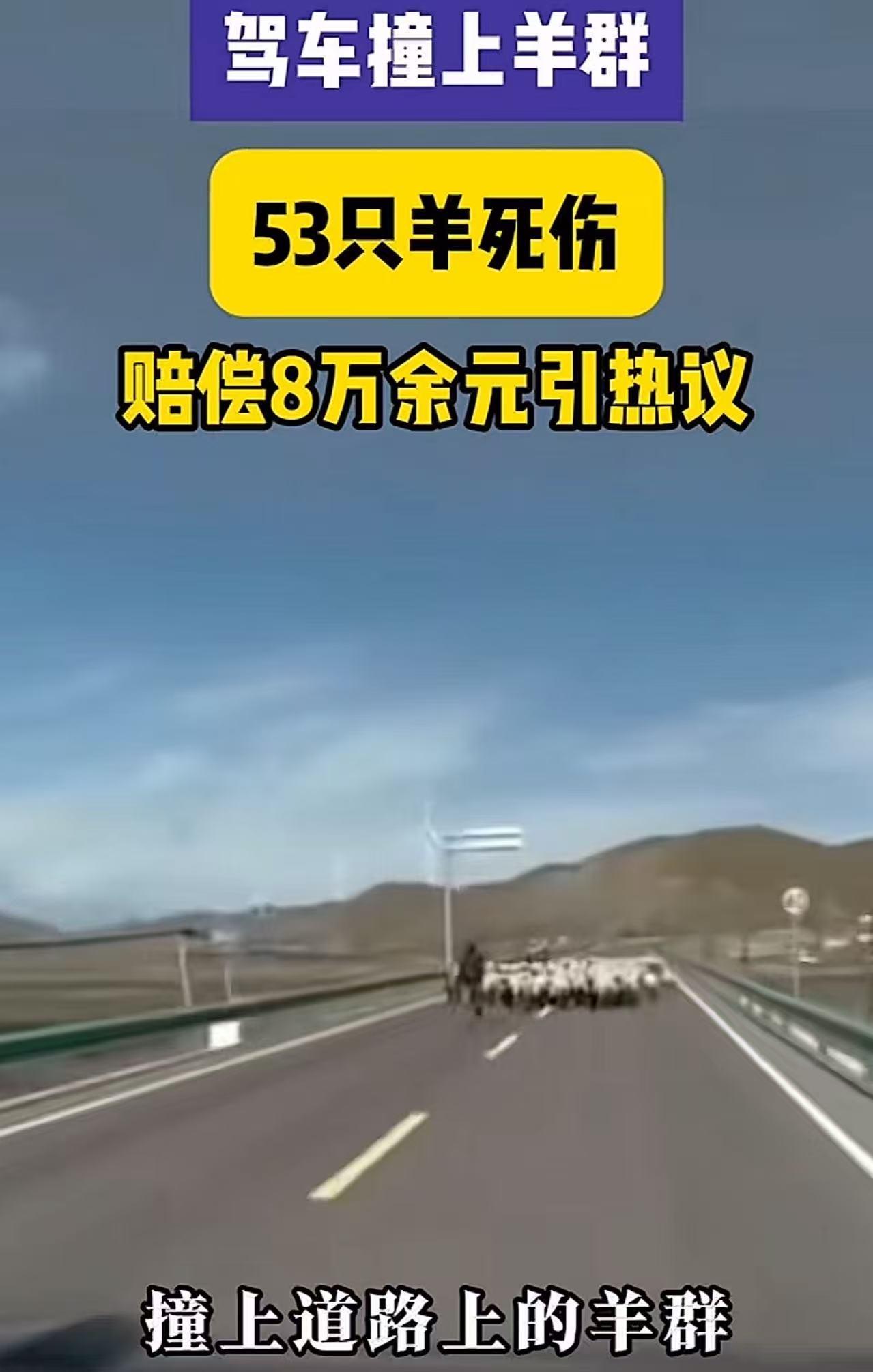 甘肃车主撞死53只羊，赔了8.48万，却一只羊也拿不走。羊主人拿到足额赔偿，死伤