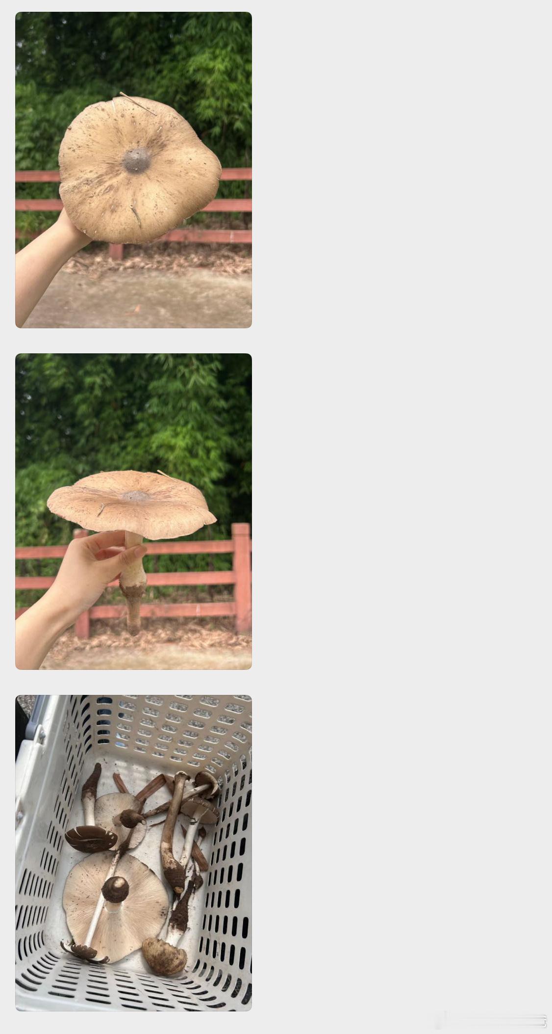 朋友捷报频频，鸡纵出山了。鸡纵是最值得吃的野生菌之一，其他野生菌我还喜欢见手青、