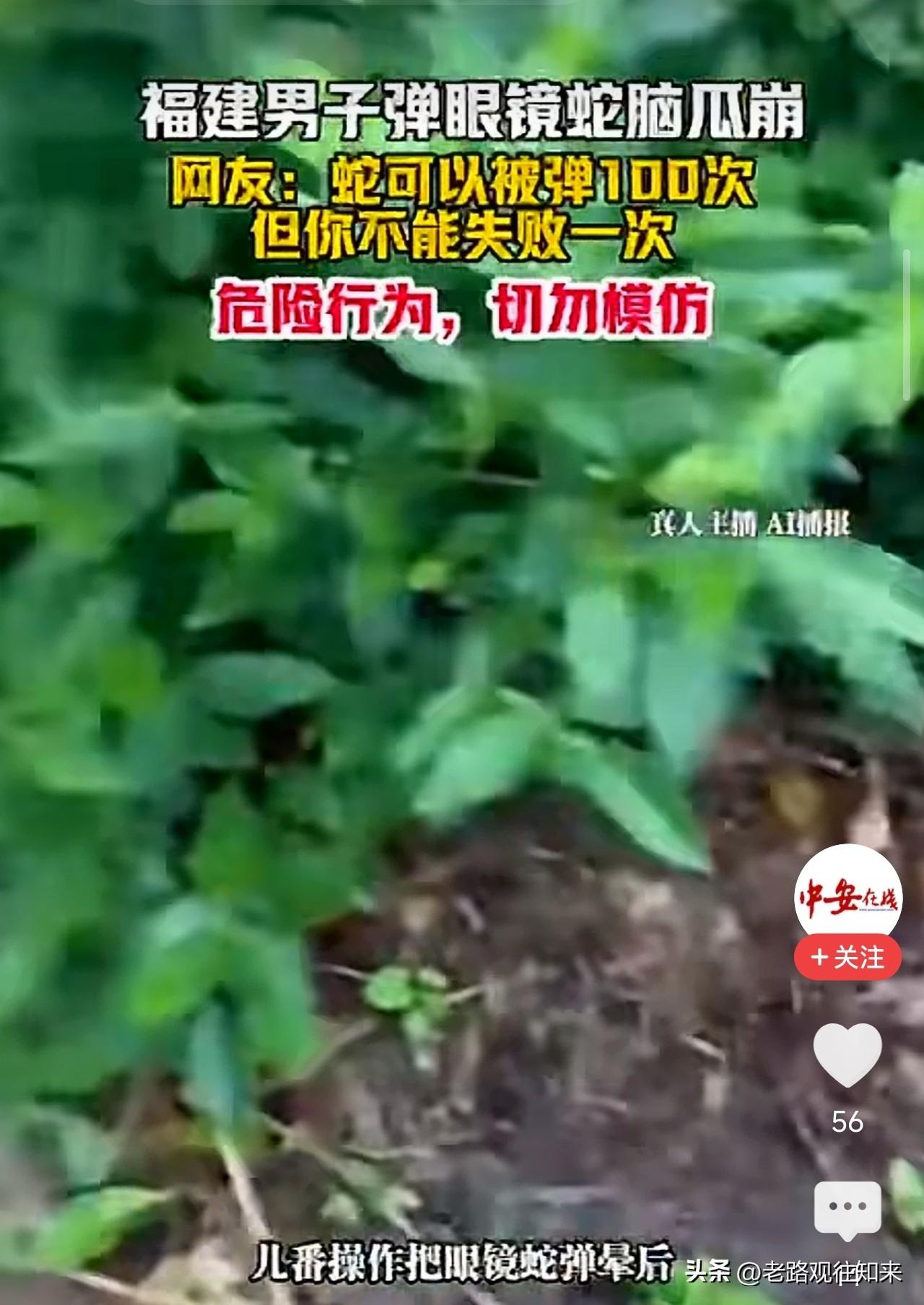 胆子太大了！福建一男子在田间遇到舟山眼镜蛇，非但没跑，反而蹲下来对着蛇头弹了几个