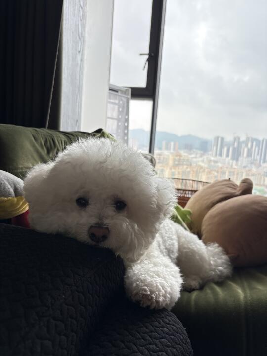 一周的雨天 小猪 emo 了