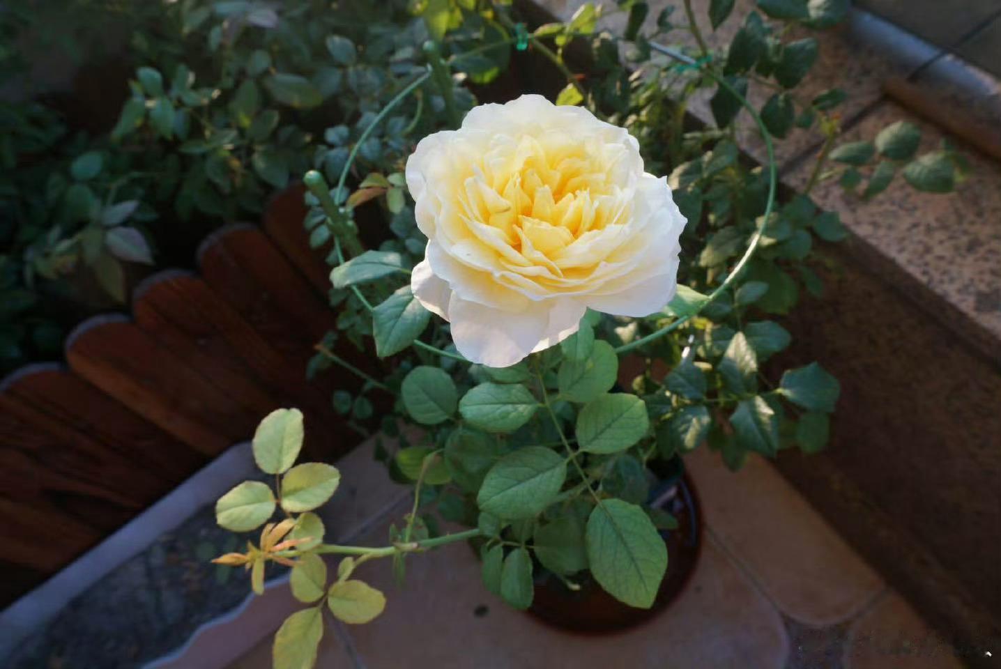 网友建议新品黄月季命名为文秀新品种园艺花卉让网友取名是一个好主意。¹ 因为新品种