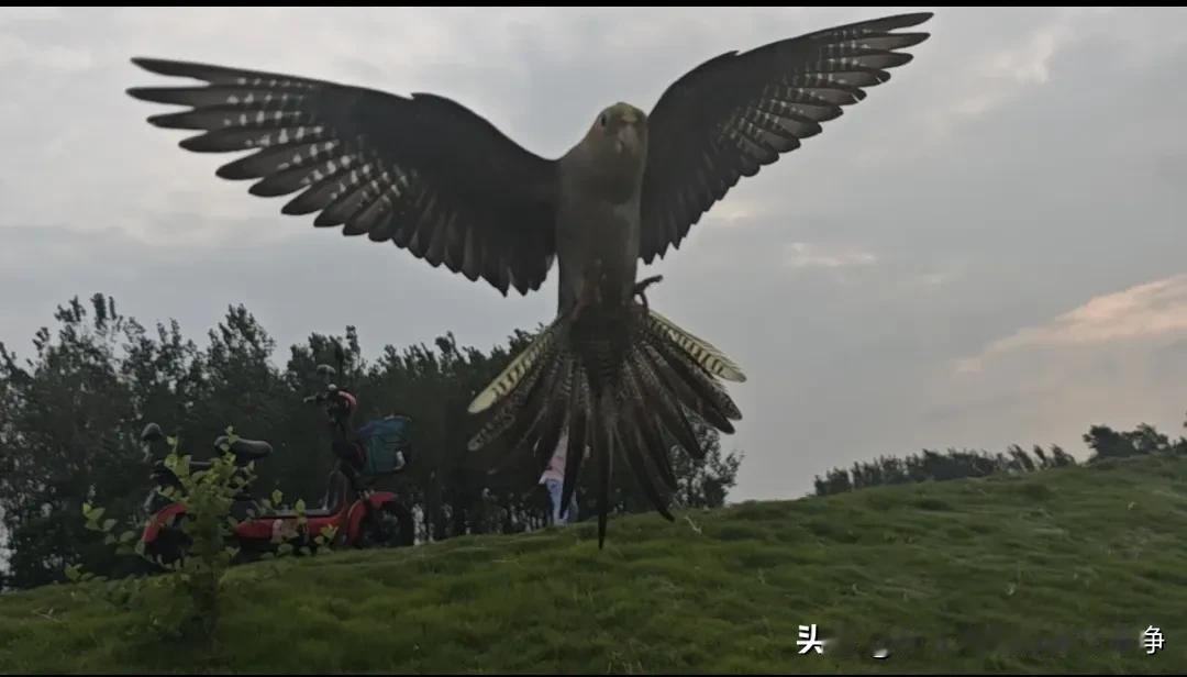 #想看看你相册最后一张小动物照片#这鸟太帅了