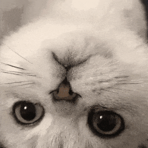 请将手机倒过来看