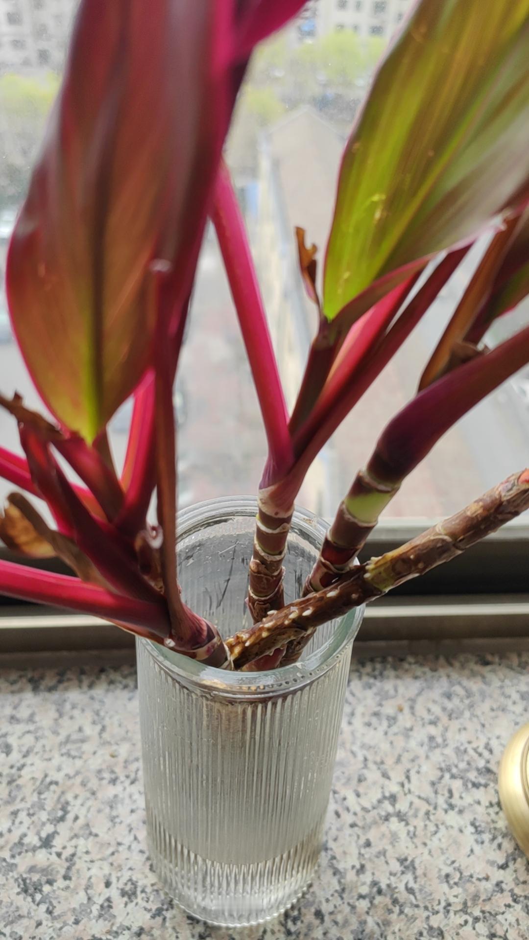 植物也有活气，春节期间，鸿运紫竹蕉换水晚了，根烂了。经过一番摸索，剪根，水量控制