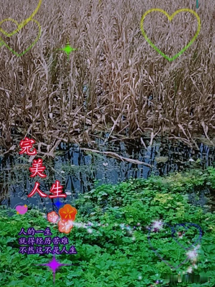 晒图笔记大赛 暴雨过后，那低洼地的玉米太让人心疼。原本挺拔的玉米，不少都被暴风雨