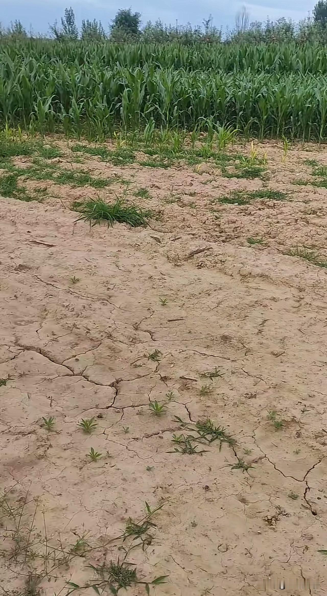 几十年了，我们家这块地从来没长过庄稼？每年都是这样，其他地方都长的很好，每年唯独