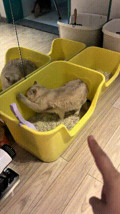 咱东北铲屎官都快愁秃了！这猫属实有点不开窍，上完大小便从来不扒猫砂埋粑粑，净搁那