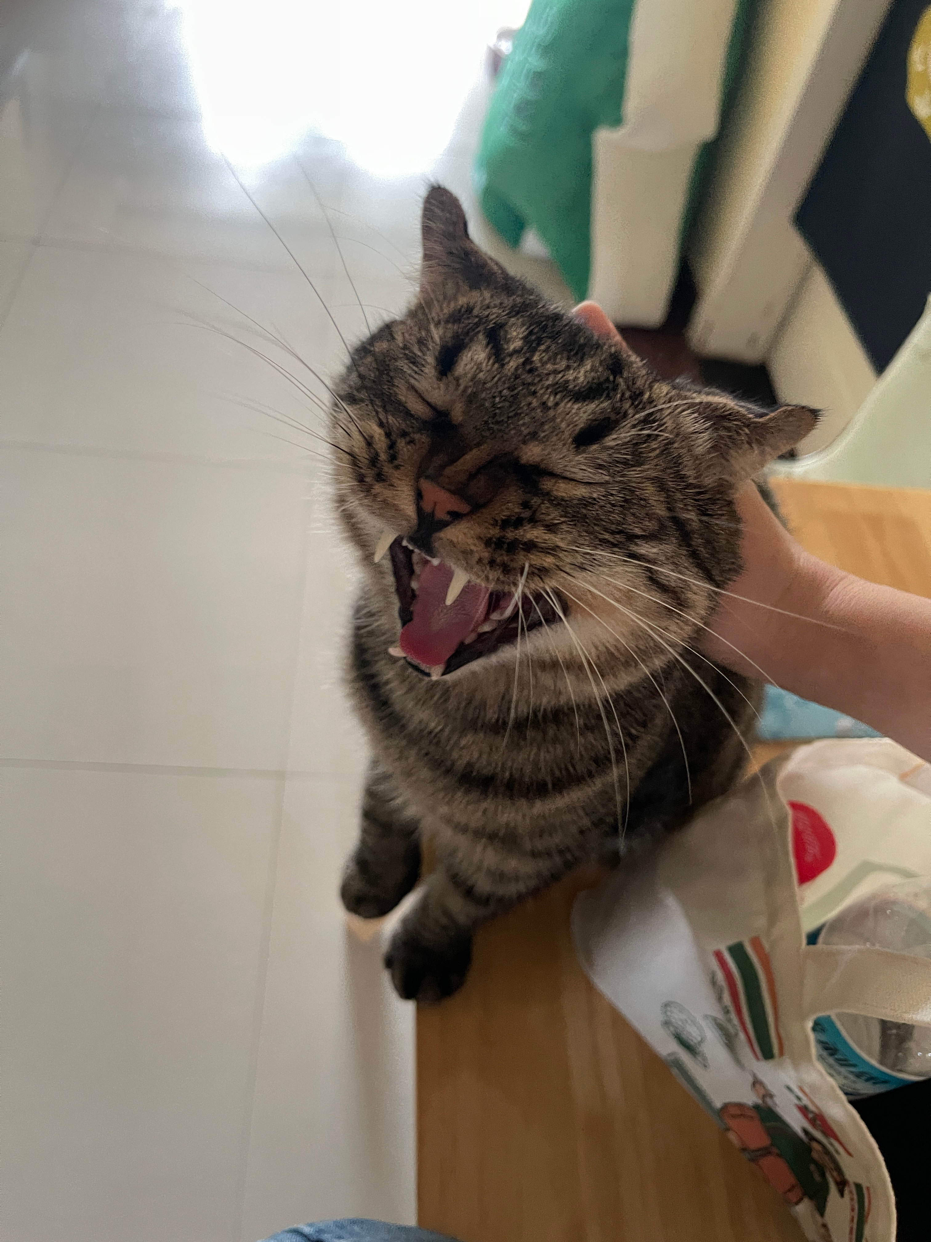 肉肉打哈欠的时候总喜欢发出“咔”的一声  特别像小奶猫 这样的小肉肉到底什么时候