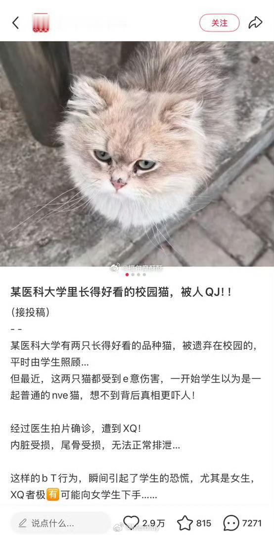男子xq猫咪，导致猫咪内脏受损，尾骨受损，无法正常排泄 