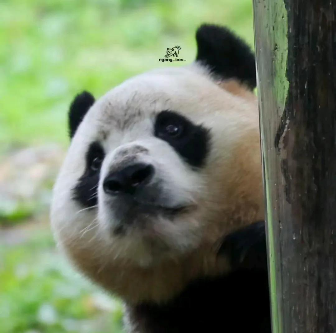 福宝啊，这真是淡妆浓抹都好看啊！
福猪猪肯定调皮了，去挖煤了吧，把自己搞成了一只