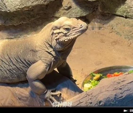 白鹿夸巨蜥帅下次白鹿夸人帅别信了白鹿夸帅的长这样😳 