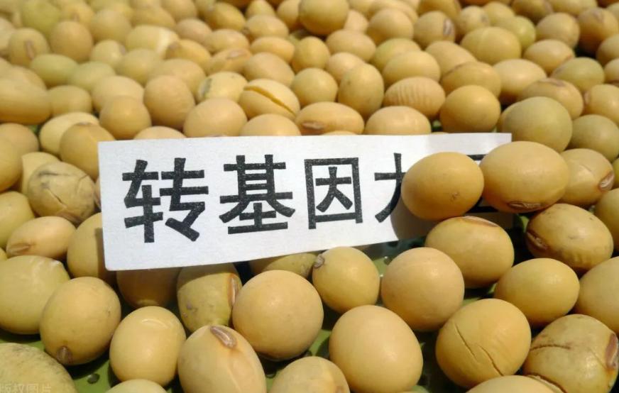 2004年，美国向WTO世界贸易组织投诉：“中国窃取了我们的大豆转基因技术！”此