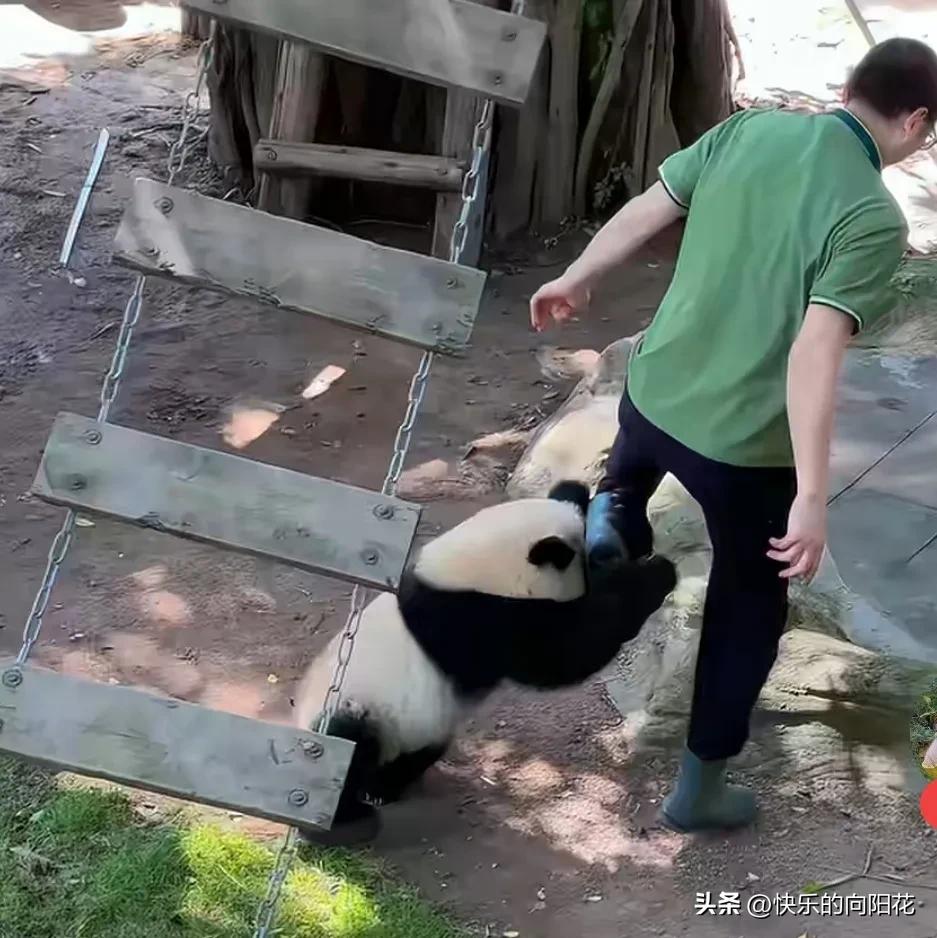 小月亮霸气，连馆长都敢咬，确实是小魔丸一枚呀！[呲牙]
   小月亮在吊桥下玩，