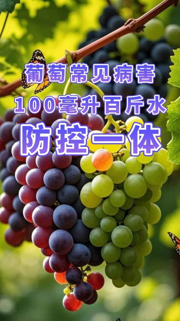 葡萄春季预防病害