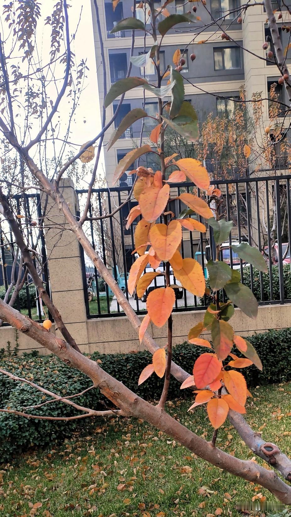 今天的天气不错，一点也不冷，穿一件薄羽绒服就可以在街上溜达。
在路上看到树上有几