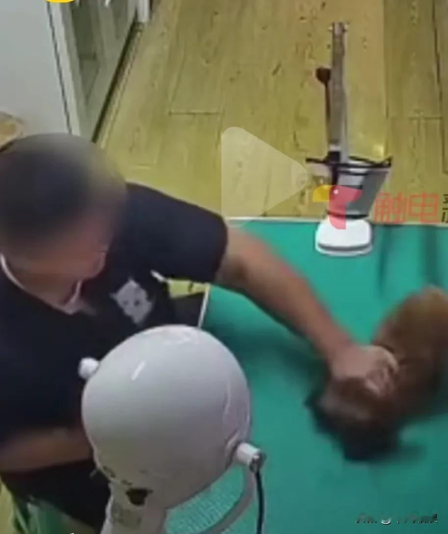 宠物狗送去洗澡并美容，美容师一边在打游戏一只手按住狗狗，不老实时用工具拍打狗狗，