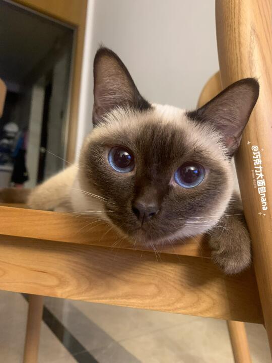 小猫小猫泥好可爱呀