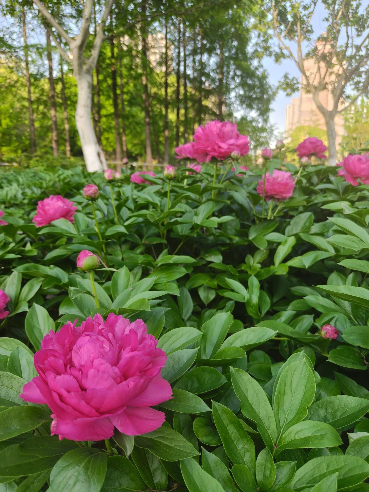 春日美景随手拍实景图分享！

美丽的芍药花~🌸🌸🌸🌸🌸