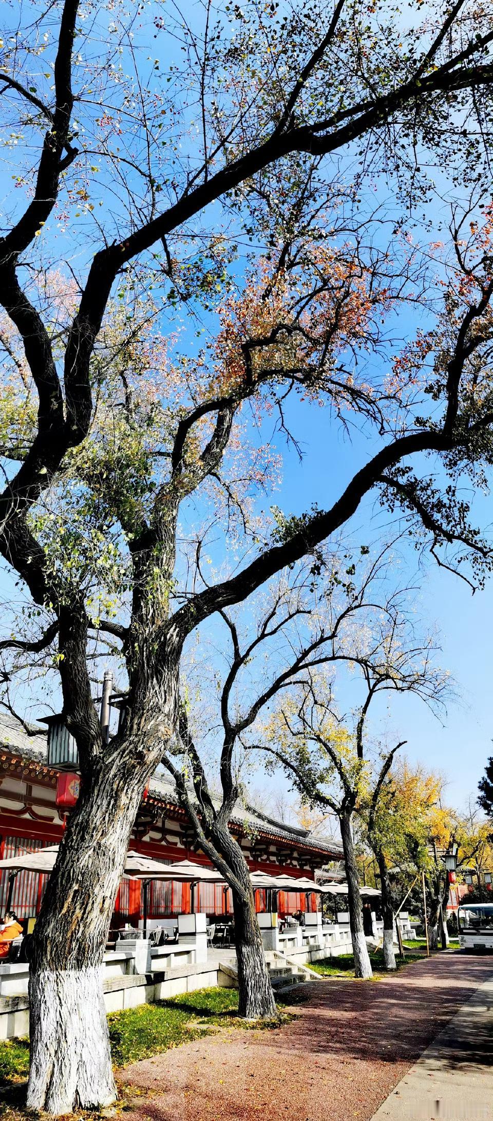 站在一个角落里，悄悄成为这个世界的一部分。 ​​​春天就这样悄悄的，悄悄的就来到