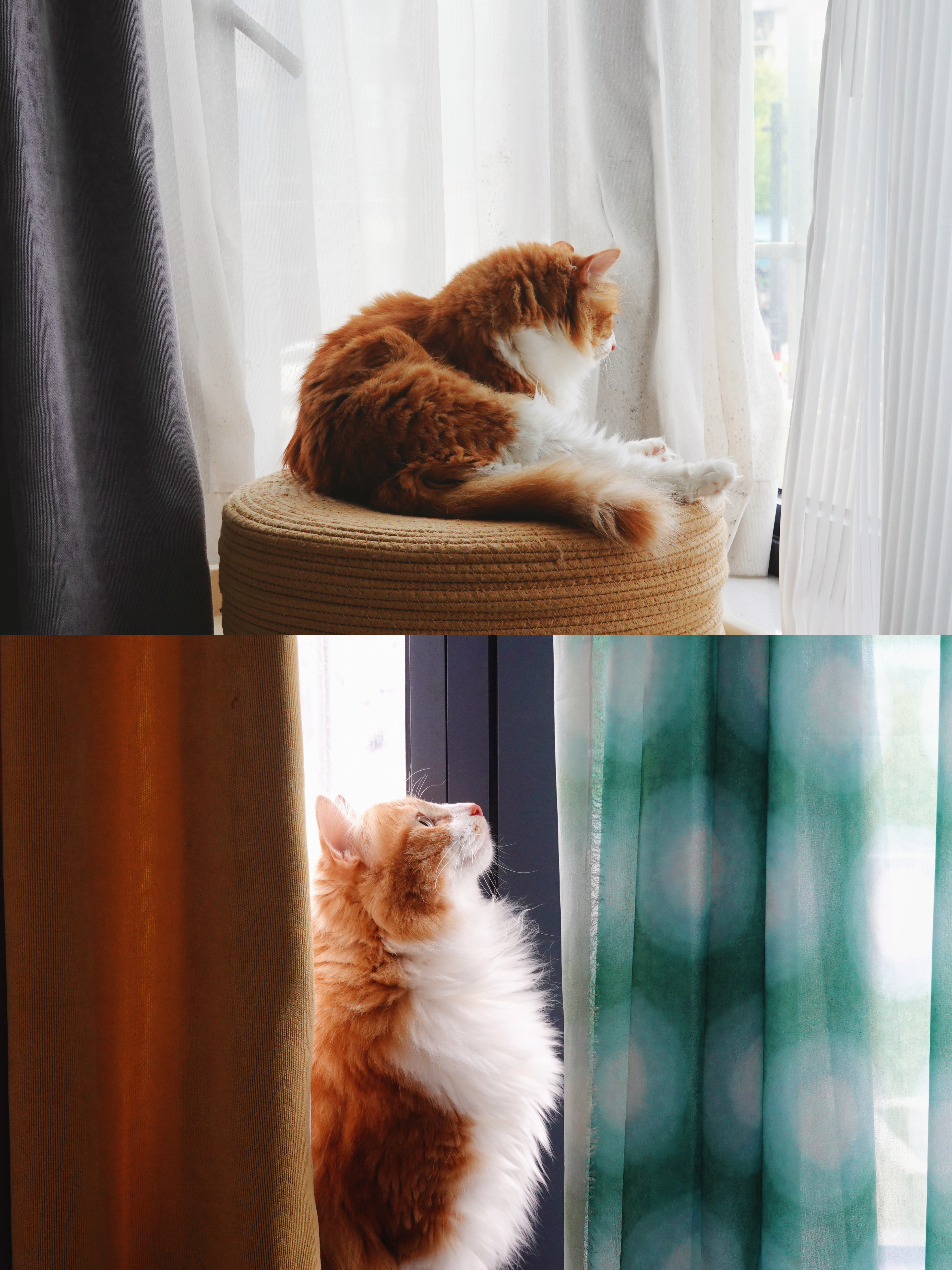 🐈猫的夏和你分享我的眼睛