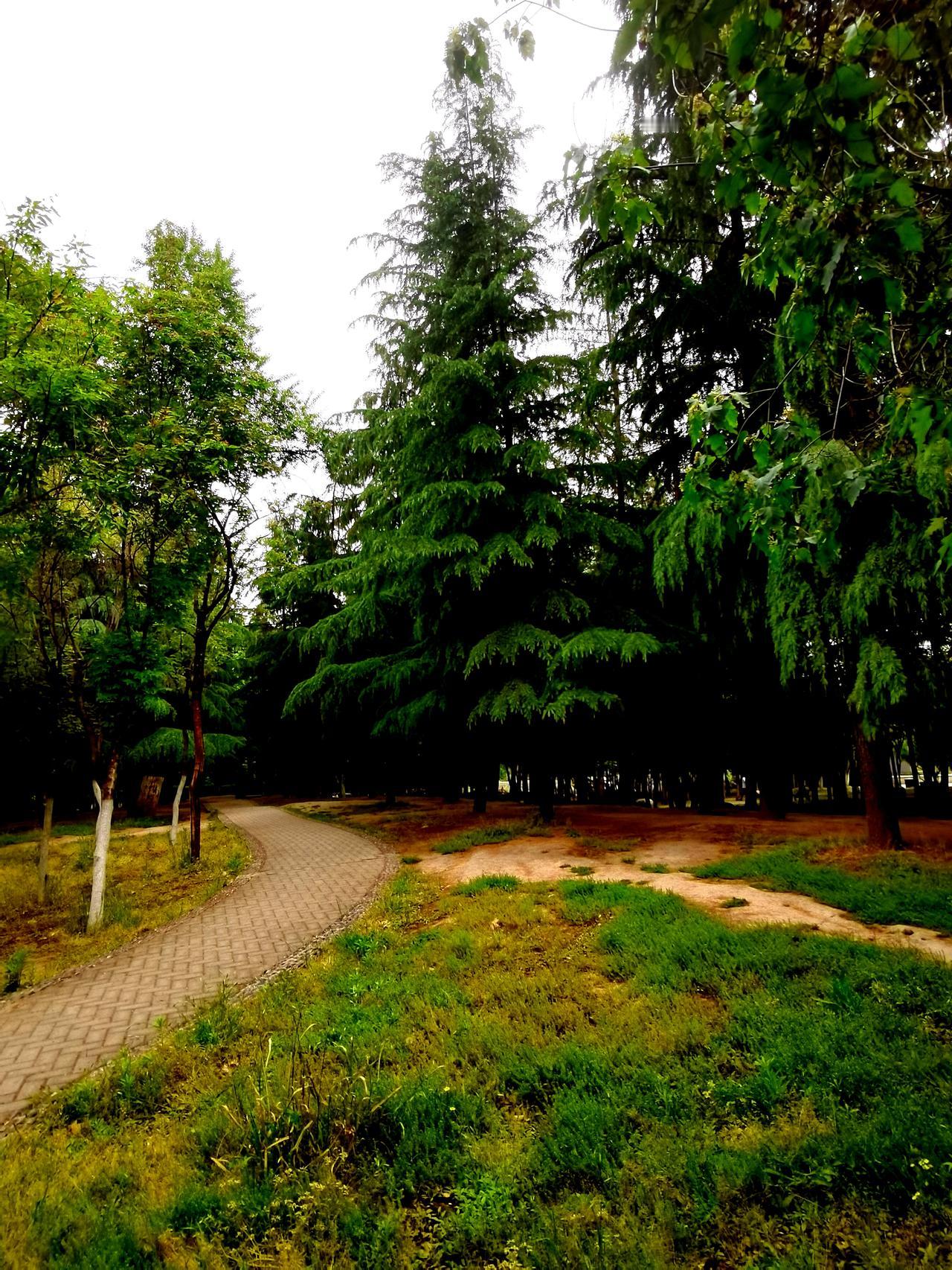城墙公园里的花草树木晒图笔记大赛城墙上风景 西安护城河城墙 西安绿城墙 春日西安