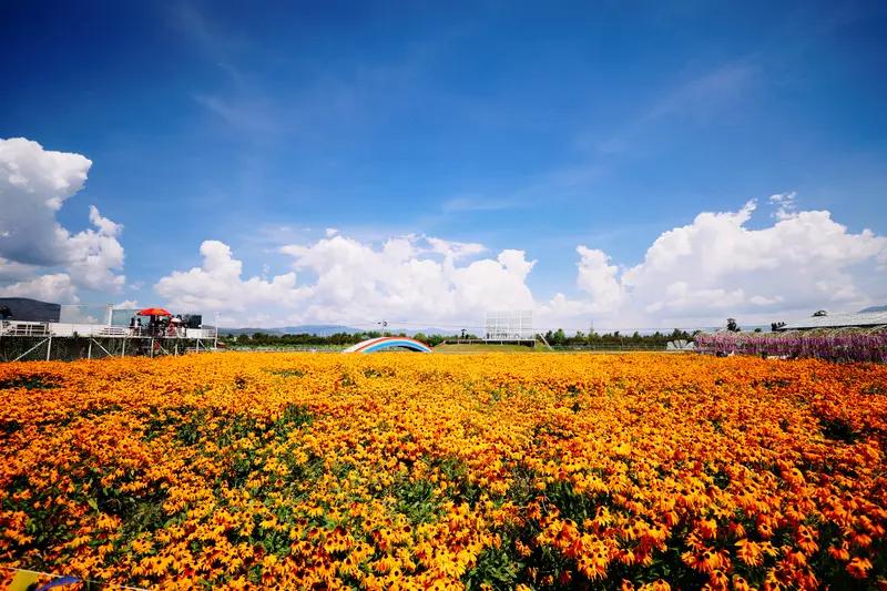 我肯定会去云南斗南七彩花海旅游！那里简直是花的天堂。步入花海，仿佛掉进了上帝打翻