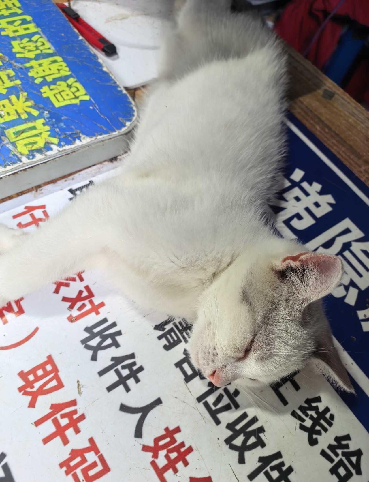 这周怎么这么多事？
这周太忙了，明天开始好好健身。[作揖]可爱的猫