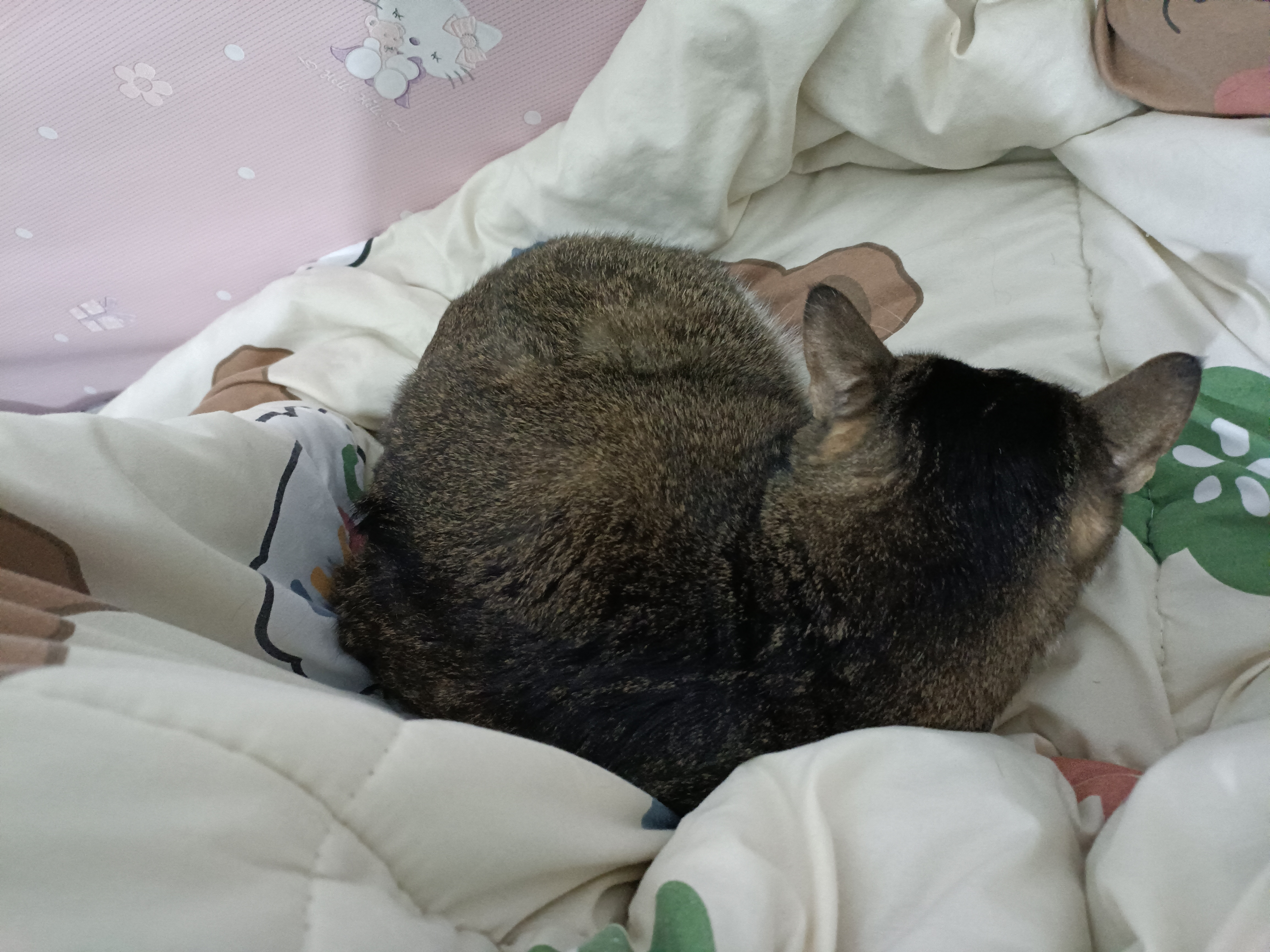 好困，晚安俩宝贝，喵咪[抱一抱] 