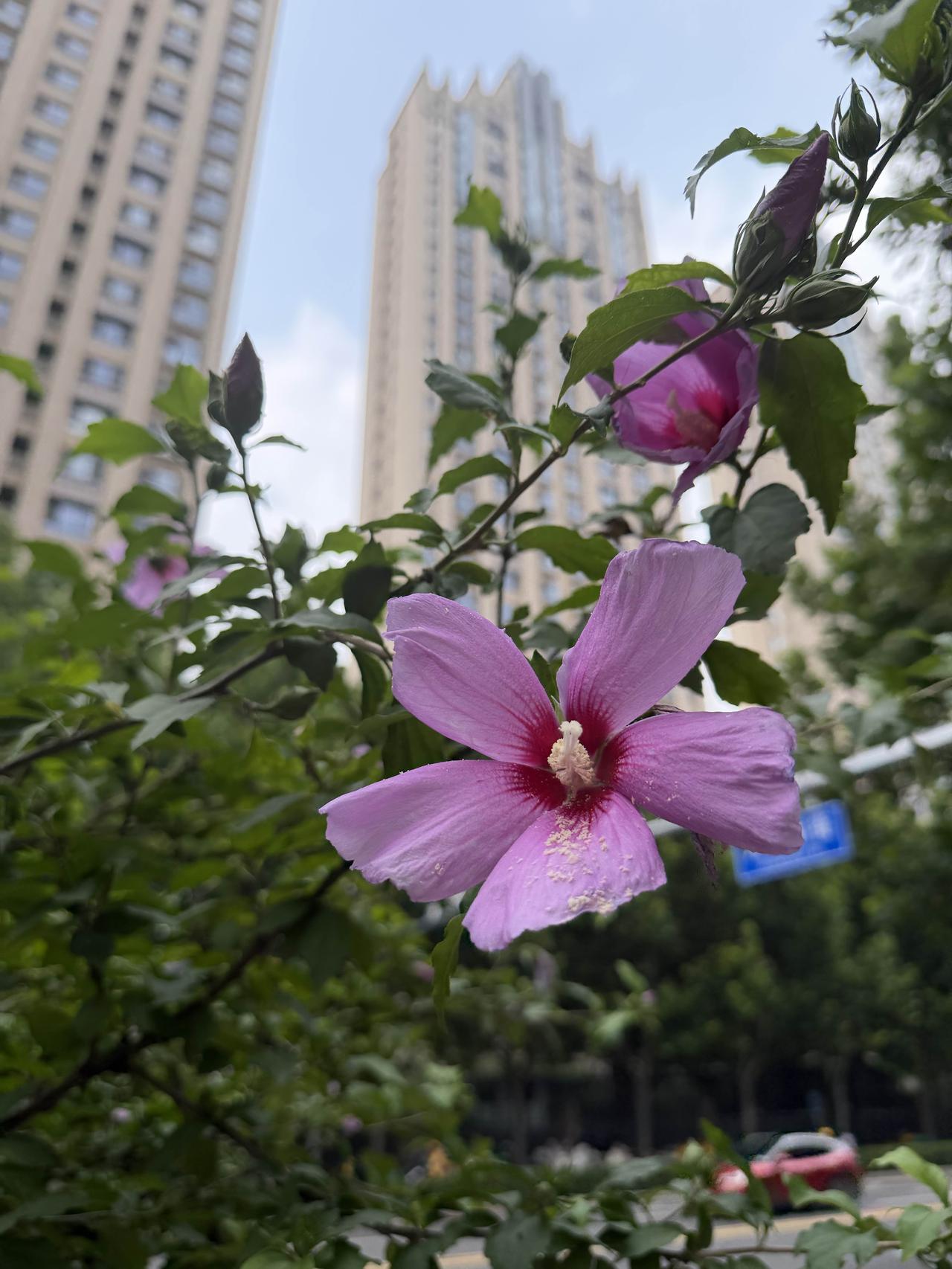 粉嫩的花朵，绿意盎然的叶子，自然之美尽收眼底。🌸🌿分享一下你随手拍的照片 看