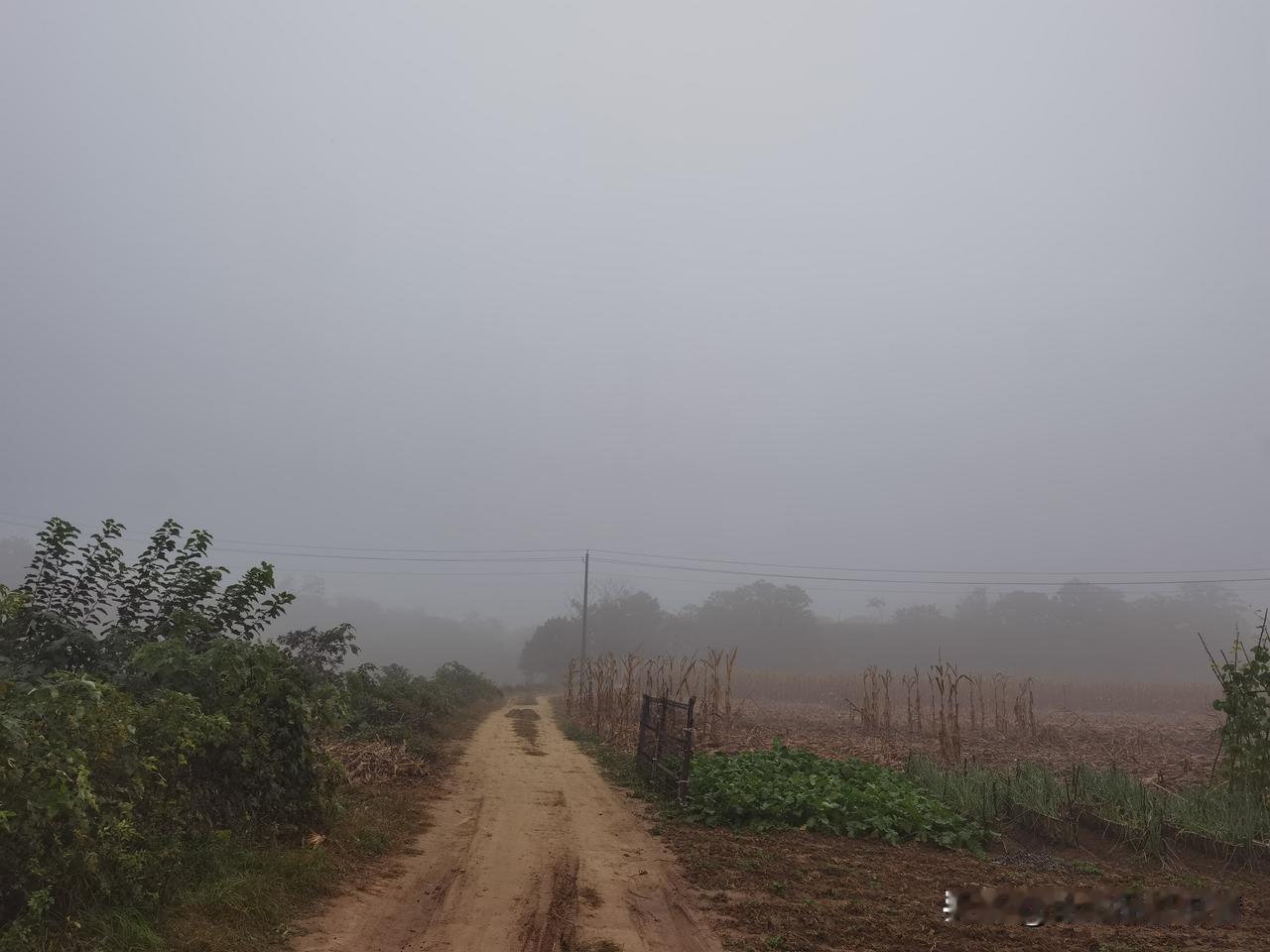 哇，看这雾天的乡下小路也太有感觉了！你看这土路，坑坑洼洼的，两边的庄稼地、菜园子