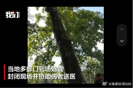 广西玉林一公园大树倒伏砸到多名路人，当地殡仪馆：接收3名遇难者遗体------据