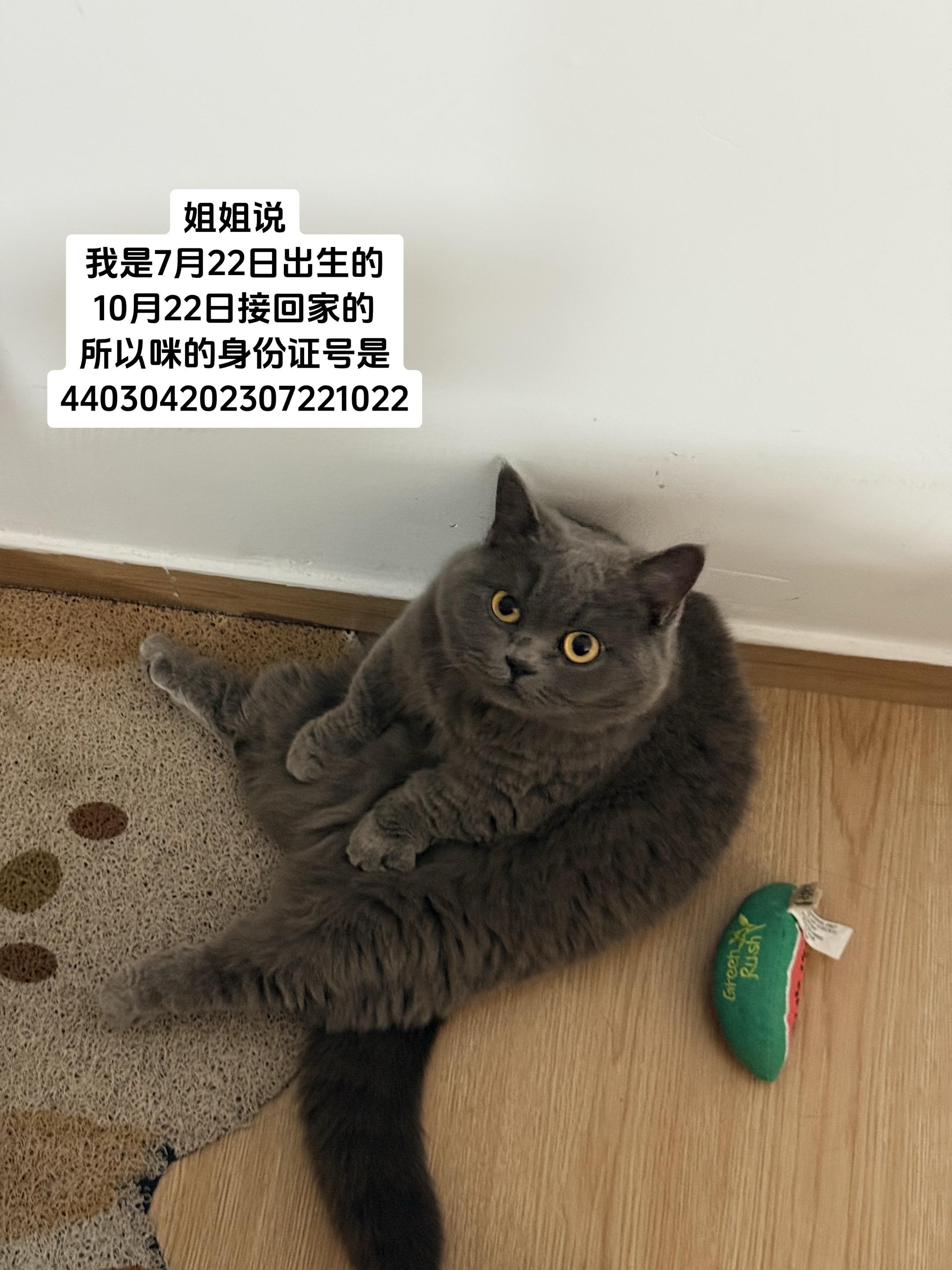 小猫身份证号。芝麻今天两岁七个月嘞