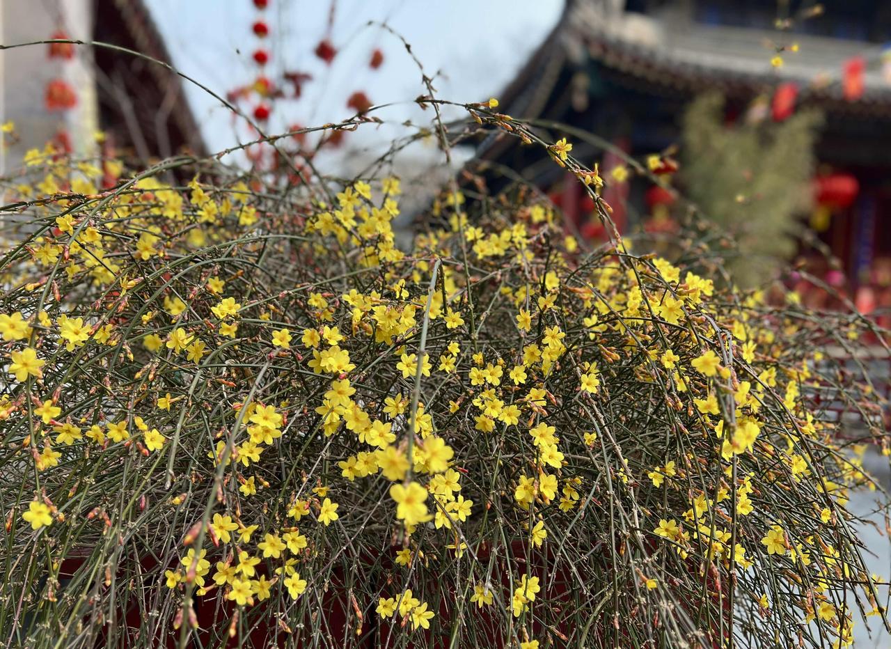 帝都的迎春花开了