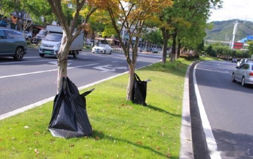 【台州路桥盛夏护绿有凉方 】持续高温炙烤城市绿植，路桥因地制宜采用滴灌袋为行道树