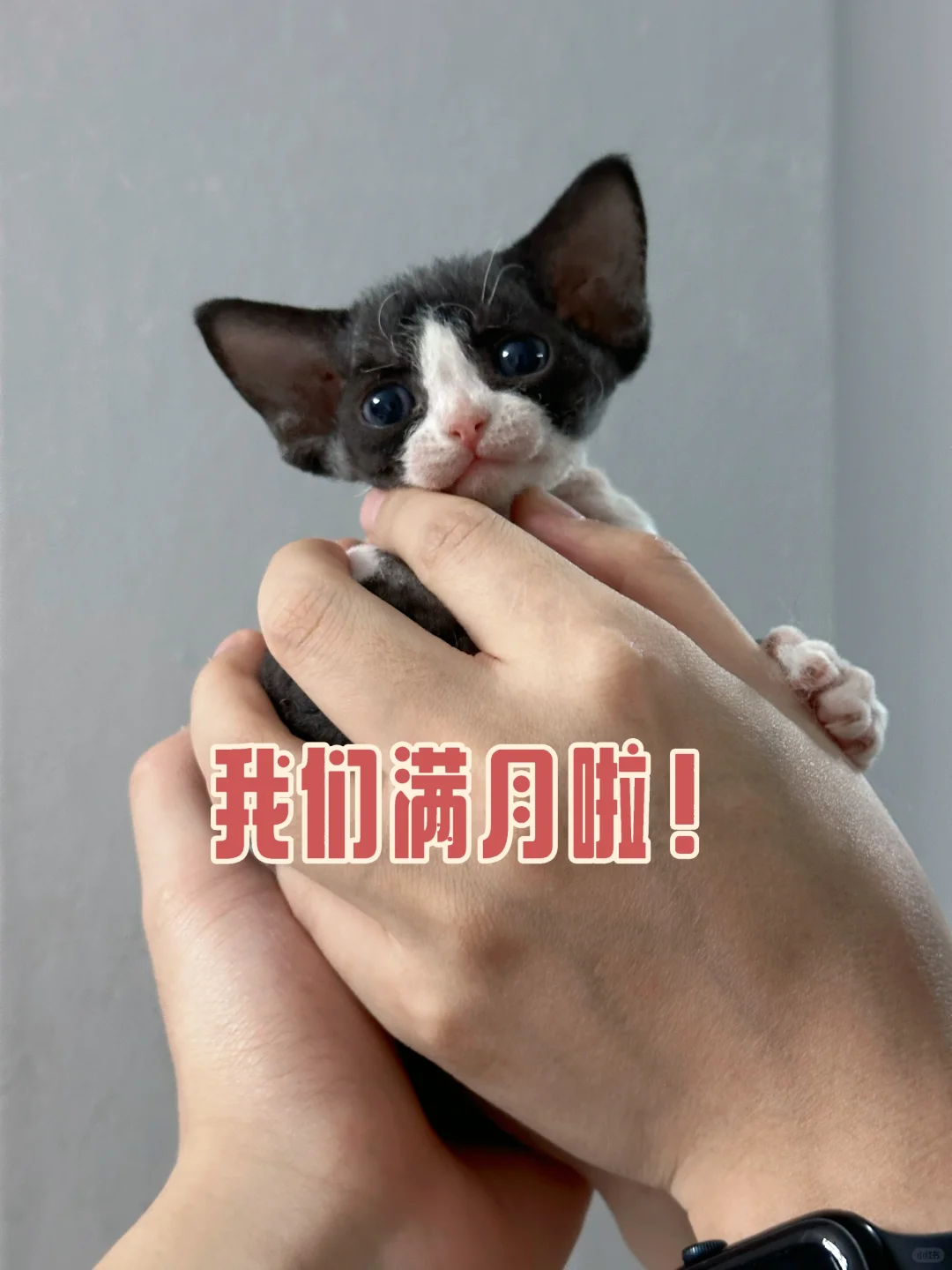 满月小可爱合集～快来吸！！！