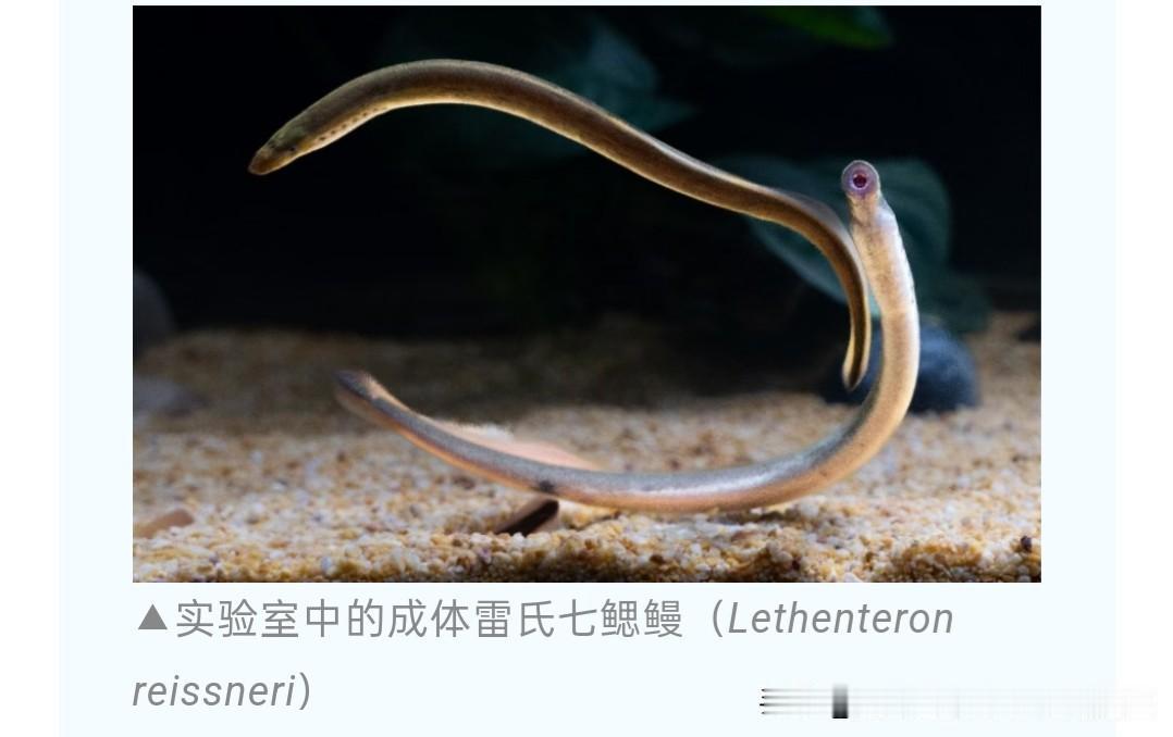 七鳃鳗〔书画少儿〕